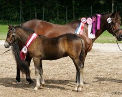 broodmare Storådalens Cecilie (New Forest Pony,  , from Bavian)