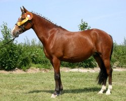 broodmare Flintdales Merci (New Forest Pony, 1995, from Anydale Martien)