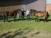 broodmare Horsemosens Julia (New Forest Pony, 1986, from Staplecross Spitfire)