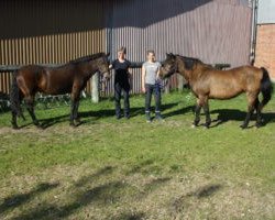 broodmare Horsemosens Julia (New Forest Pony, 1986, from Staplecross Spitfire)