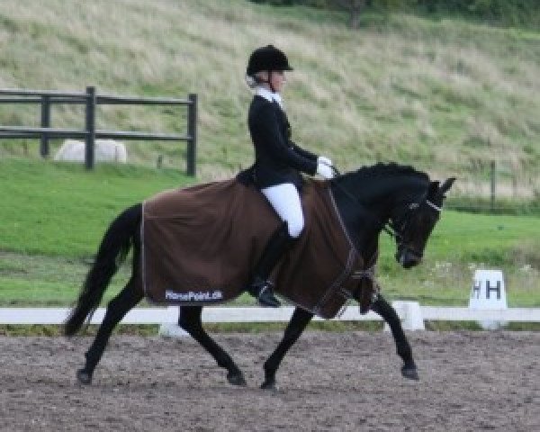 broodmare Lundemarksgårds Lady In Black (New Forest Pony, 2001, from Stegstedgårds Figaro)