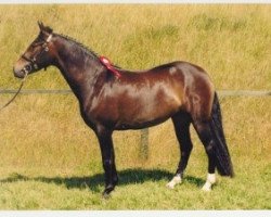 broodmare Vognmandgårdens Bussi (New Forest Pony, 1994, from Bazuun 22 NF)