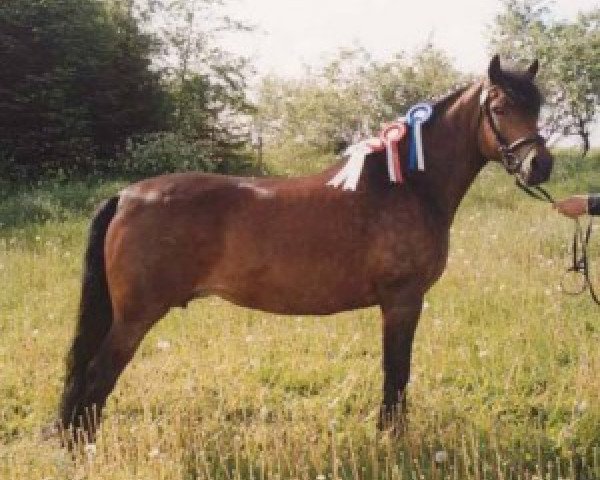 Zuchtstute Flintedales Melissa (New-Forest-Pony, 1993, von Stegstedgårds Thor)