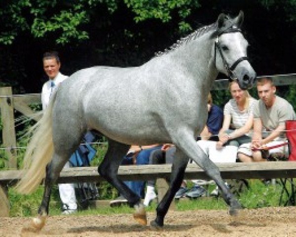 broodmare Elmholts diamant (New Forest Pony, 2002, from Pedro)