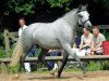 Zuchtstute Elmholts diamant (New-Forest-Pony, 2002, von Pedro)