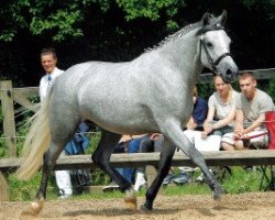 broodmare Elmholts diamant (New Forest Pony, 2002, from Pedro)