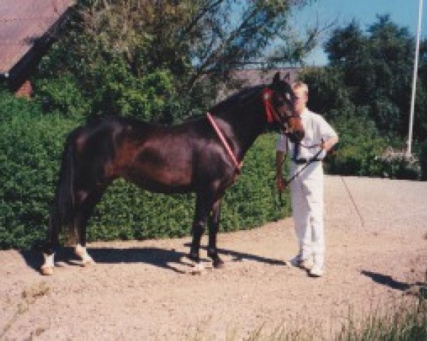 broodmare Elmholts Isabella (New Forest Pony, 1992, from Palle)