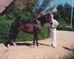 Zuchtstute Elmholts Isabella (New-Forest-Pony, 1992, von Palle)