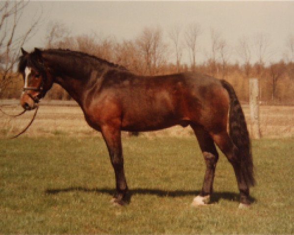 stallion Horsemosens Charlie Brown (New Forest Pony, 1983, from Exmoor Staldens Pascal Paoli)