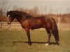 stallion Horsemosens Charlie Brown (New Forest Pony, 1983, from Exmoor Staldens Pascal Paoli)