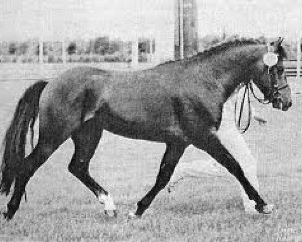 stallion Højmarkens Ikaros (New Forest Pony, 1981, from Beacon Pericles)