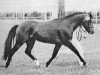 stallion Højmarkens Ikaros (New Forest Pony, 1981, from Beacon Pericles)