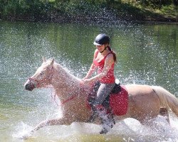 horse Dirty Dancer (German Riding Pony, 2002, from Arts-Dancer-Boy)