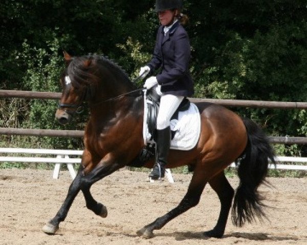 stallion Stegstedgårds Figaro (New Forest Pony, 1995, from Firfod Frigear)