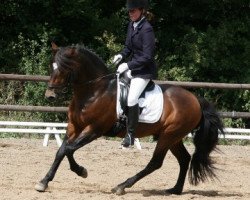 stallion Stegstedgårds Figaro (New Forest Pony, 1995, from Firfod Frigear)