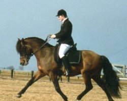 stallion Firfod Frigear (New Forest Pony, 1991, from Roløkke Swallow)