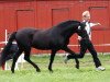 stallion Roløkke Swallow (New Forest Pony, 1986, from Peveril Probus)