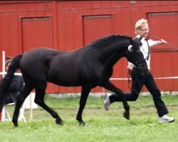 stallion Roløkke Swallow (New Forest Pony, 1986, from Peveril Probus)