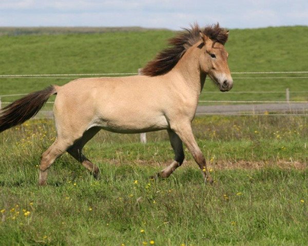 broodmare Leysing frá Holtsmúla (Iceland Horse, 2015)