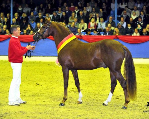 dressage horse Calle Cool WE (German Riding Pony, 2014, from Kastanienhof Cockney Cracker)