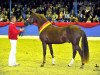 dressage horse Calle Cool WE (German Riding Pony, 2014, from Kastanienhof Cockney Cracker)