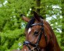 dressage horse Ma Vie 5 (Oldenburg, 2010, from L'espoir)