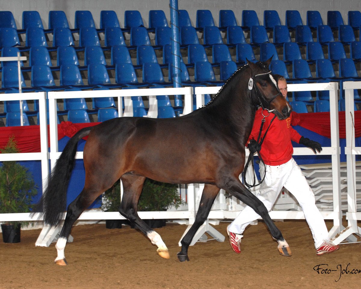 Deckhengst Hip Hop (Deutsches Reitpony, 2006, von Halifax)