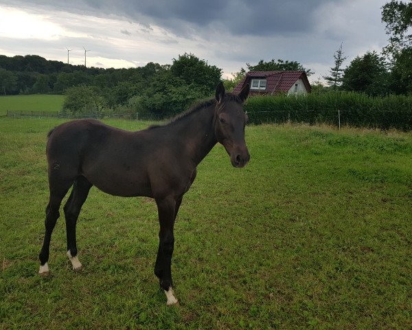 Zuchtstute Dariana Z (Oldenburger Springpferd, 2017, von Dominator 2000 Z)