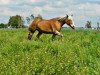 dressage horse Unforgettable (Haflinger, 2002, from Stallone)