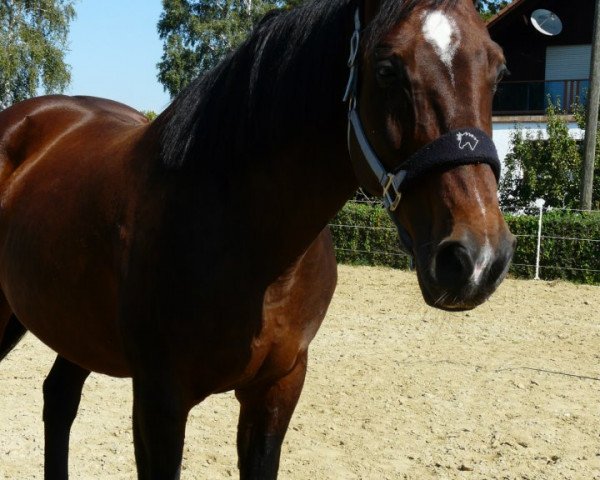 broodmare Luxusqueen (Bavarian, 1997, from Lanacar)