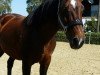 broodmare Luxusqueen (Bavarian, 1997, from Lanacar)