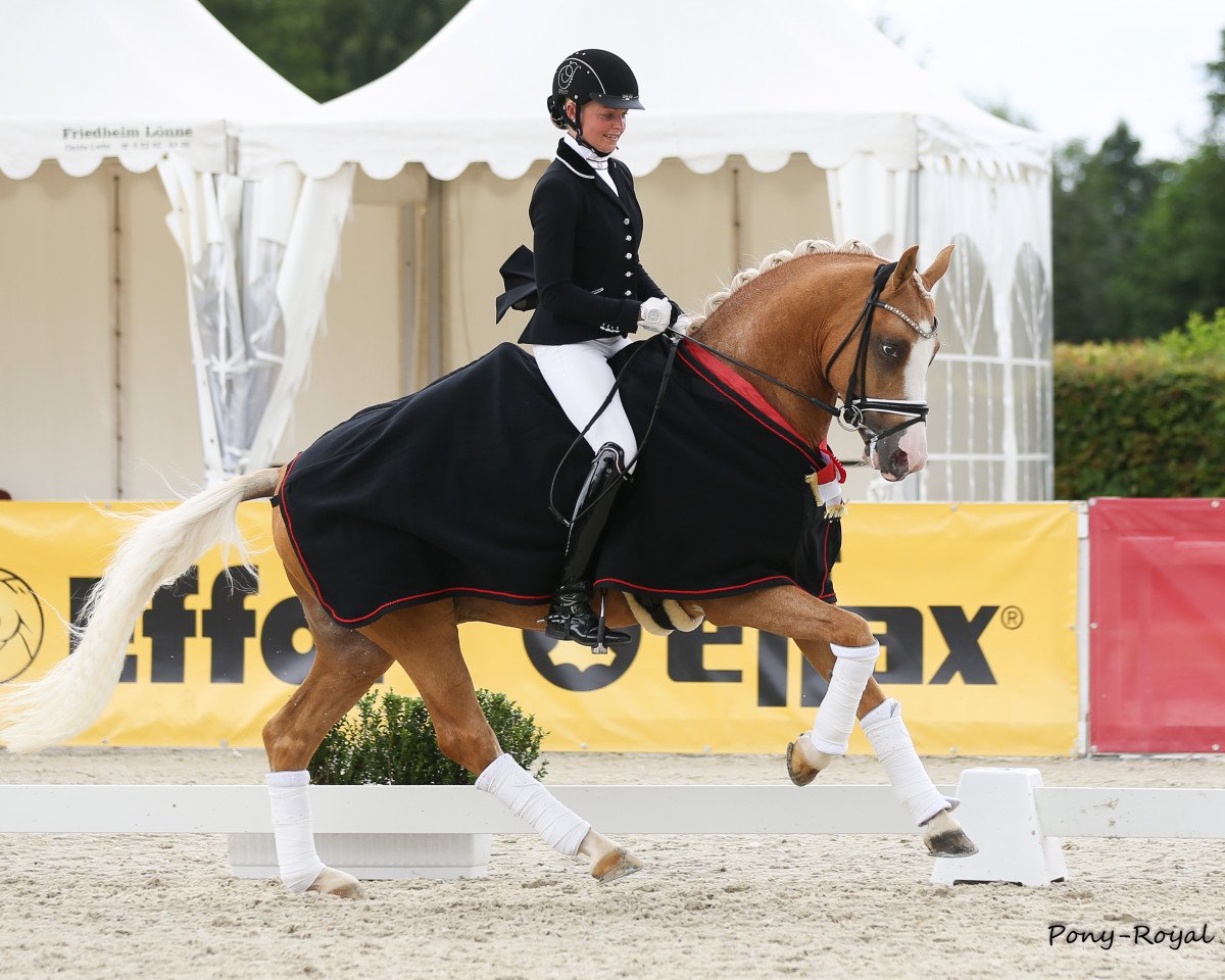 stallion Herzkönig NRW (German Riding Pony, 2013, from Helios B)
