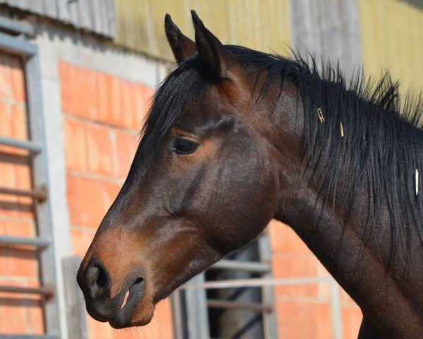 dressage horse Wajano (Trakehner, 2015, from Invincible Sir)