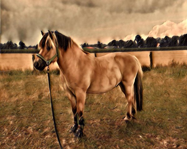 Dressurpferd Bjork (Fjordpferd, 2005, von Drange Rolv)
