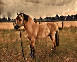 dressage horse Bjork (Fjord Horse, 2005, from Drange Rolv)