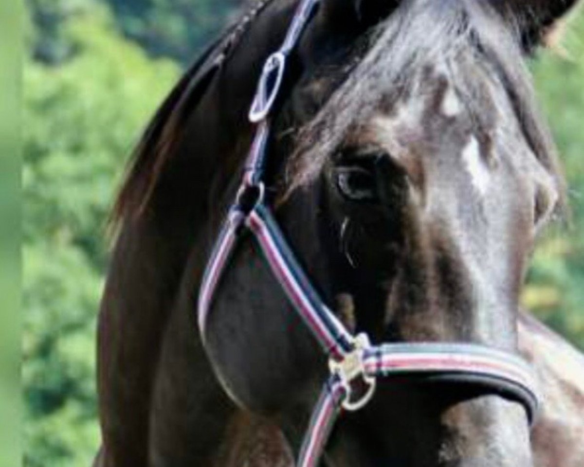 Springpferd Elaine (Hannoveraner, 2007, von Escudo I)