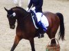 dressage horse Accino (Mecklenburg, 2005, from Acartenango)