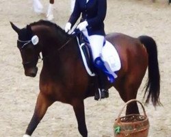 dressage horse Accino (Mecklenburg, 2005, from Acartenango)