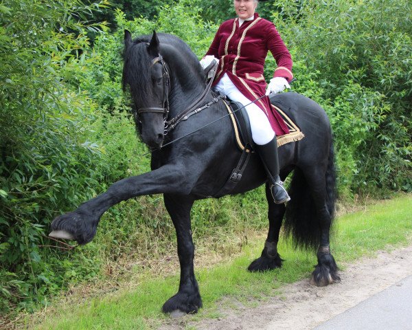 stallion Otje (Friese, 2004, from Sape 381)
