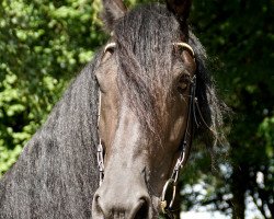 horse Aureus 5 (Friese, 2008, from Tsjerk 328)