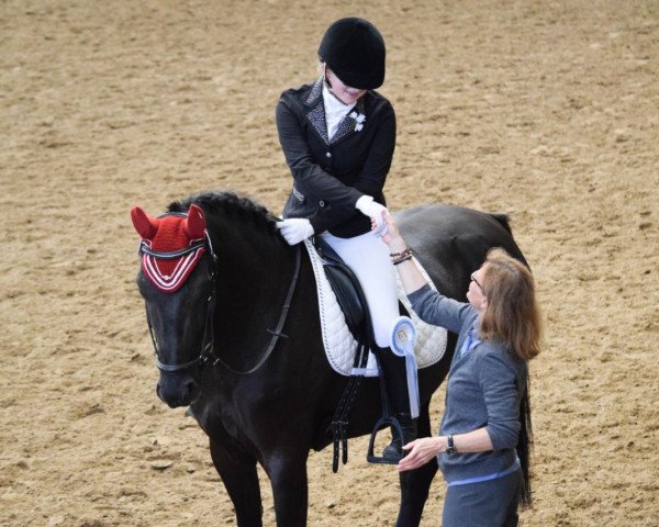 dressage horse Sunflower 42 (German Warmblood, 2011, from Dream Boy)