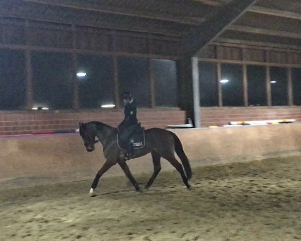 dressage horse Chase your Dream SB (Westphalian, 2013, from Catoo)