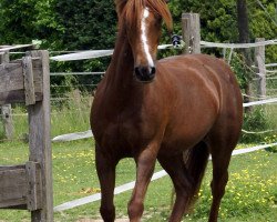 horse Paulchen 117 (Welsh-Pony (Section B), 1995, from Felix)