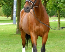 Pferd Rusty Rain (Rheinländer, 2003, von Raichu)