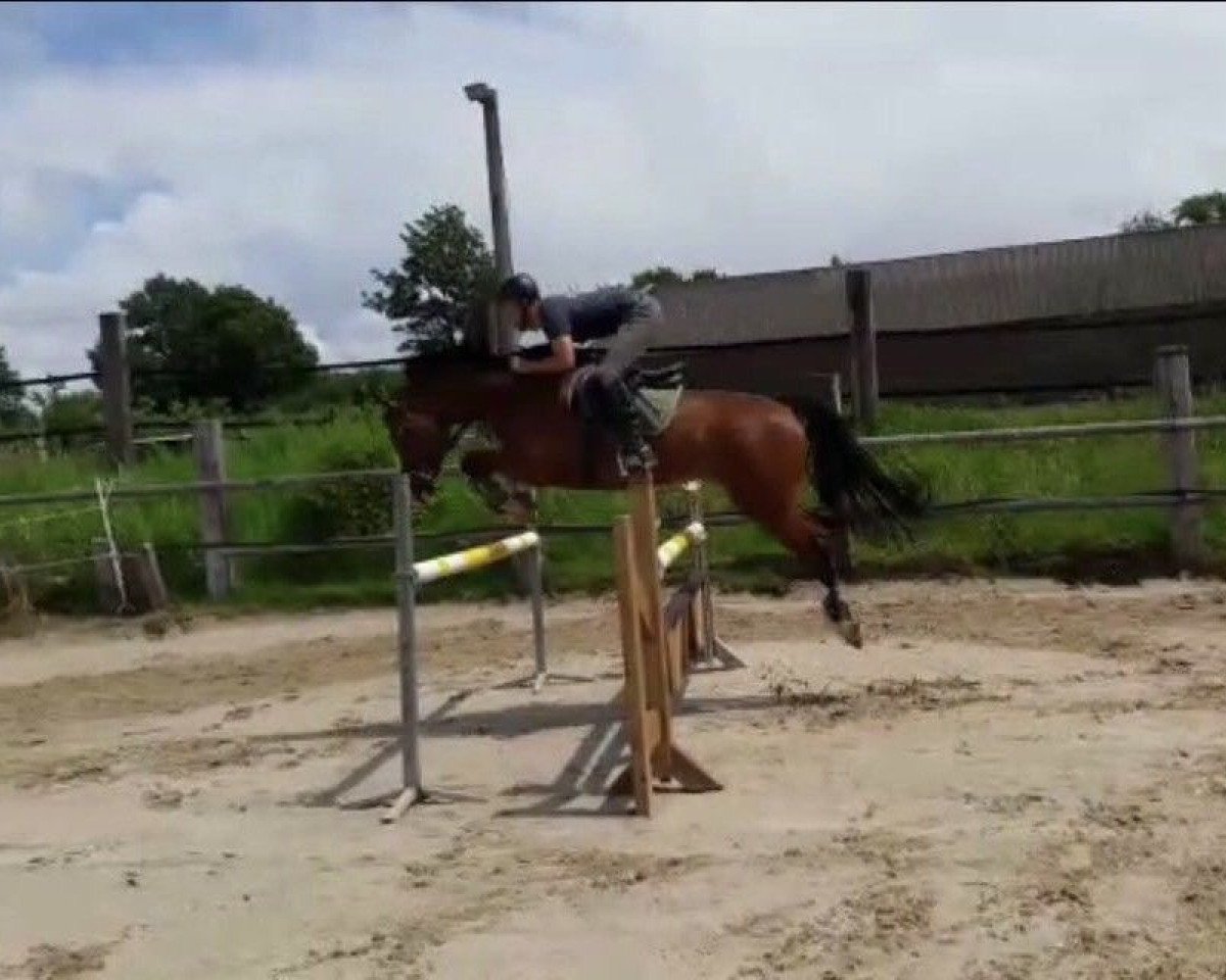 jumper Corino 32 (Oldenburg show jumper, 2010, from Coco Jambo)