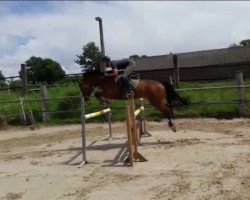 jumper Corino 32 (Oldenburg show jumper, 2010, from Coco Jambo)