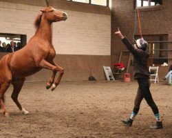 Pferd Märchenprinz AT (Deutsches Reitpony, 2007, von Markgraf)