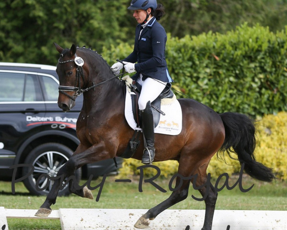 Springpferd Napoleon 472 (Deutsches Reitpony, 2012, von Nemax)