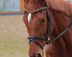 Pferd Waljana (Trakehner, 2004, von Sixtus)