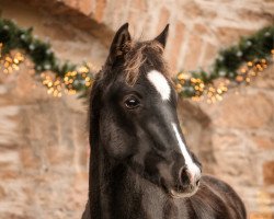 dressage horse Maurizio Gucci (German Riding Pony, 2021, from Mc Fly High D)